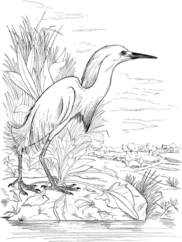 Snowy Egret On The Lake Coloring Page